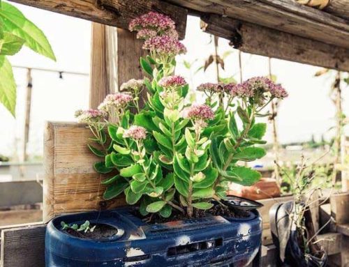 Gärtner ohne Garten